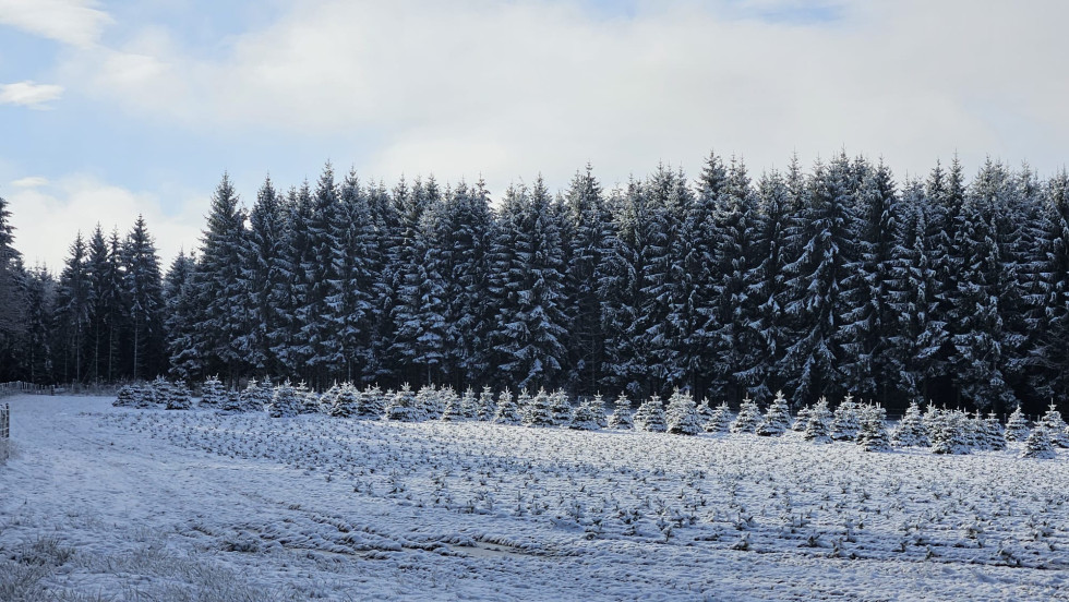 plantation de sapin de Noël