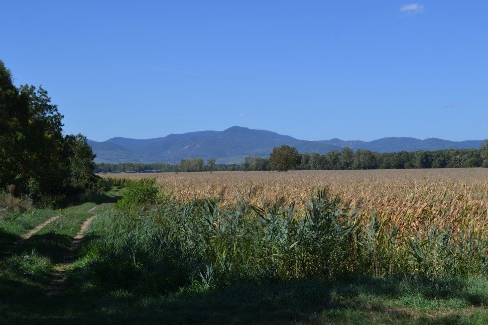 alsace